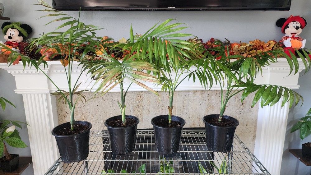 Parlor Palm