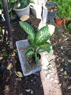 In 1 gallon pot plant