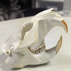 Beaver Skull 