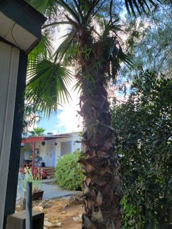 Palm Tree 🌴
