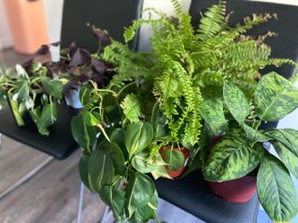 Moving sale!! - 5 assorted small-medium indoor plants