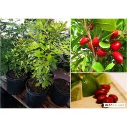 Miracle Fruit Dwarf Plant 3gal 