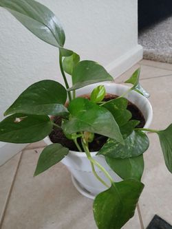 Pothos Houseplant in White Pot