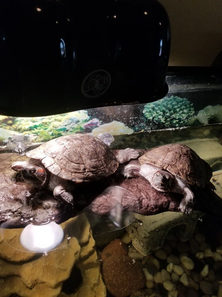 2 turtles