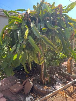 Large Mature Dragon Fruit Cactus Plant