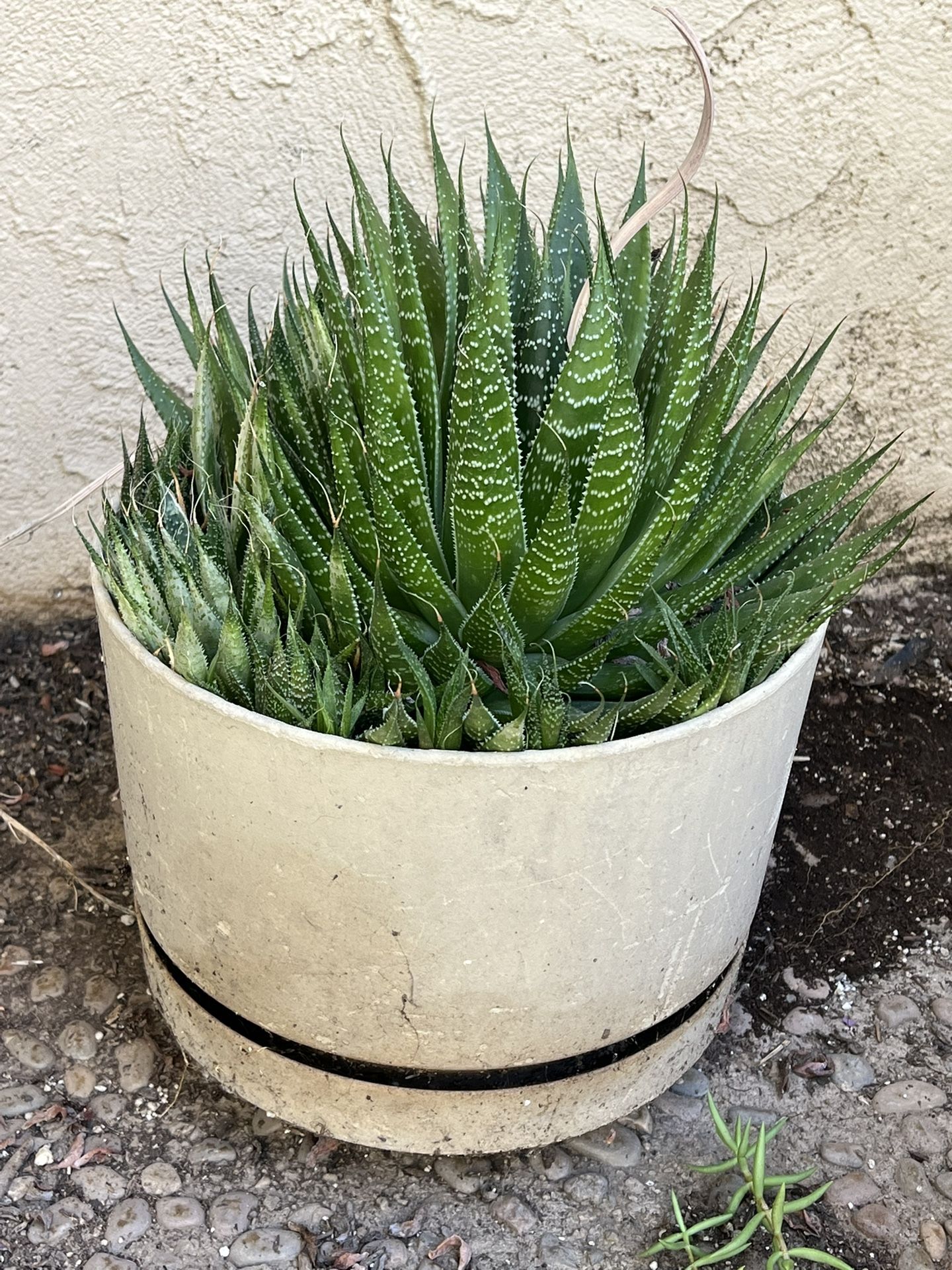 Big Succulent