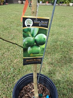 Arbol de limón key lime