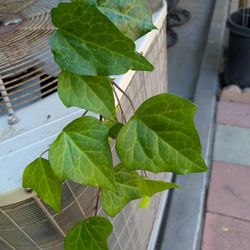 English Ivy 3 Feet Long