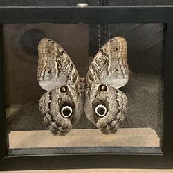 Owl Eyes Real Peruvian Butterfly Moth Double Glass Wood Frame