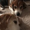 Dog_Peeps