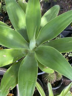 Blue flame agave plant