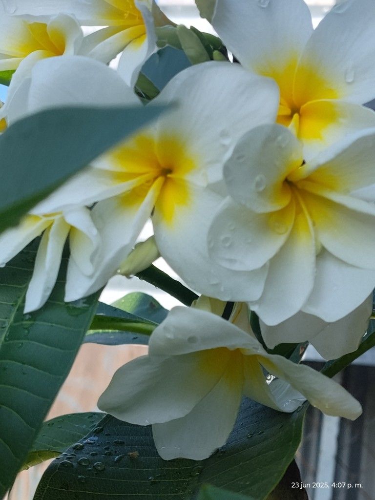 Plumerias Plant. Bluming 5 Gallons Pot