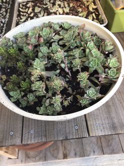 Succulent cutting in pot