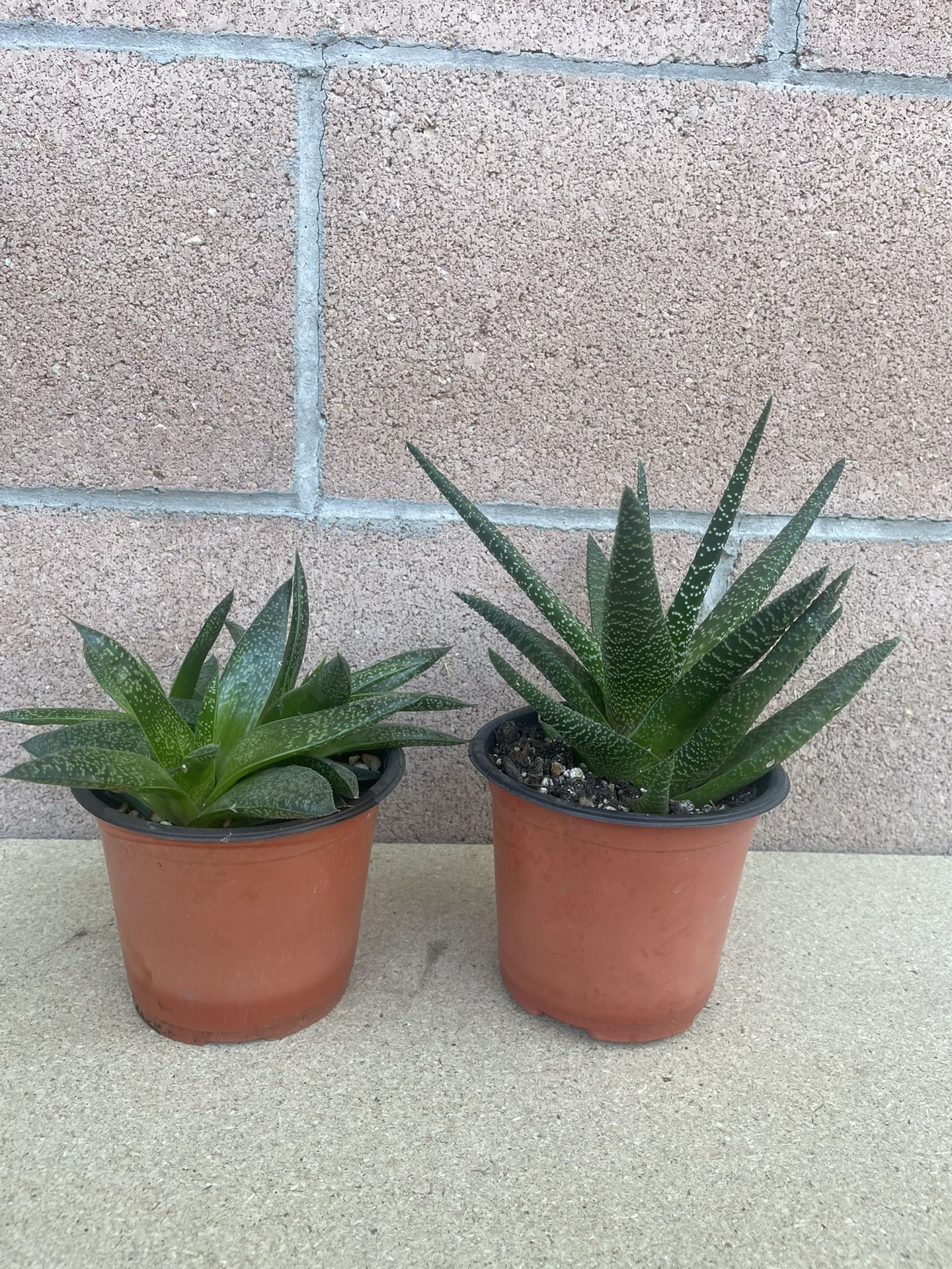 Succulent Plants