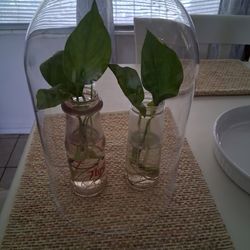 Clear Glass Dome
