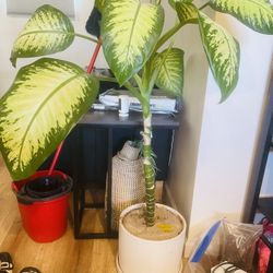 Dieffenbachia Plant