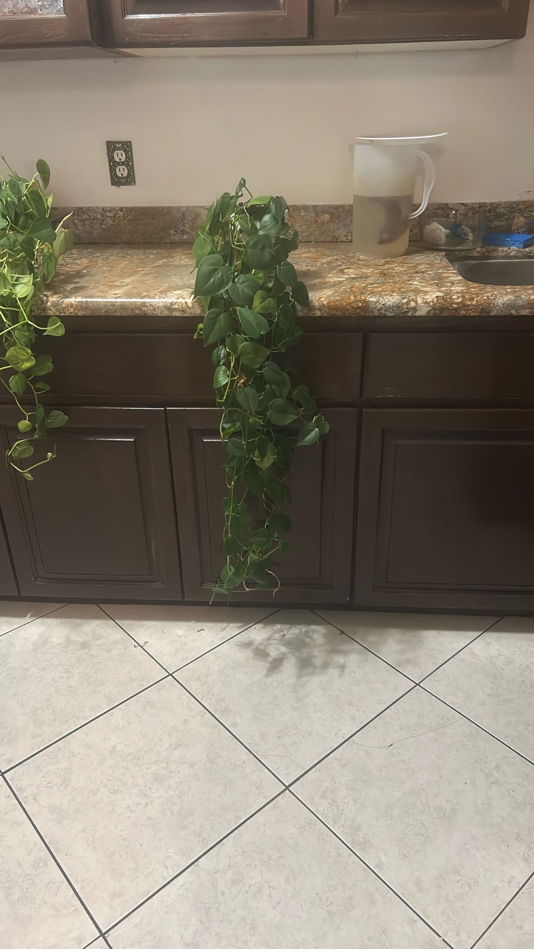 live plant in a ceramic pot