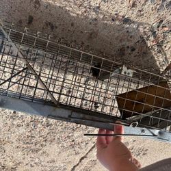 Pest Traps