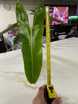 Philodendron billietiae