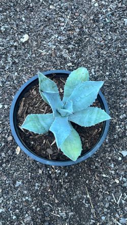 Blue Agave Plant