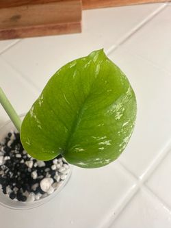 Monstera Devil Monster GRADE A
