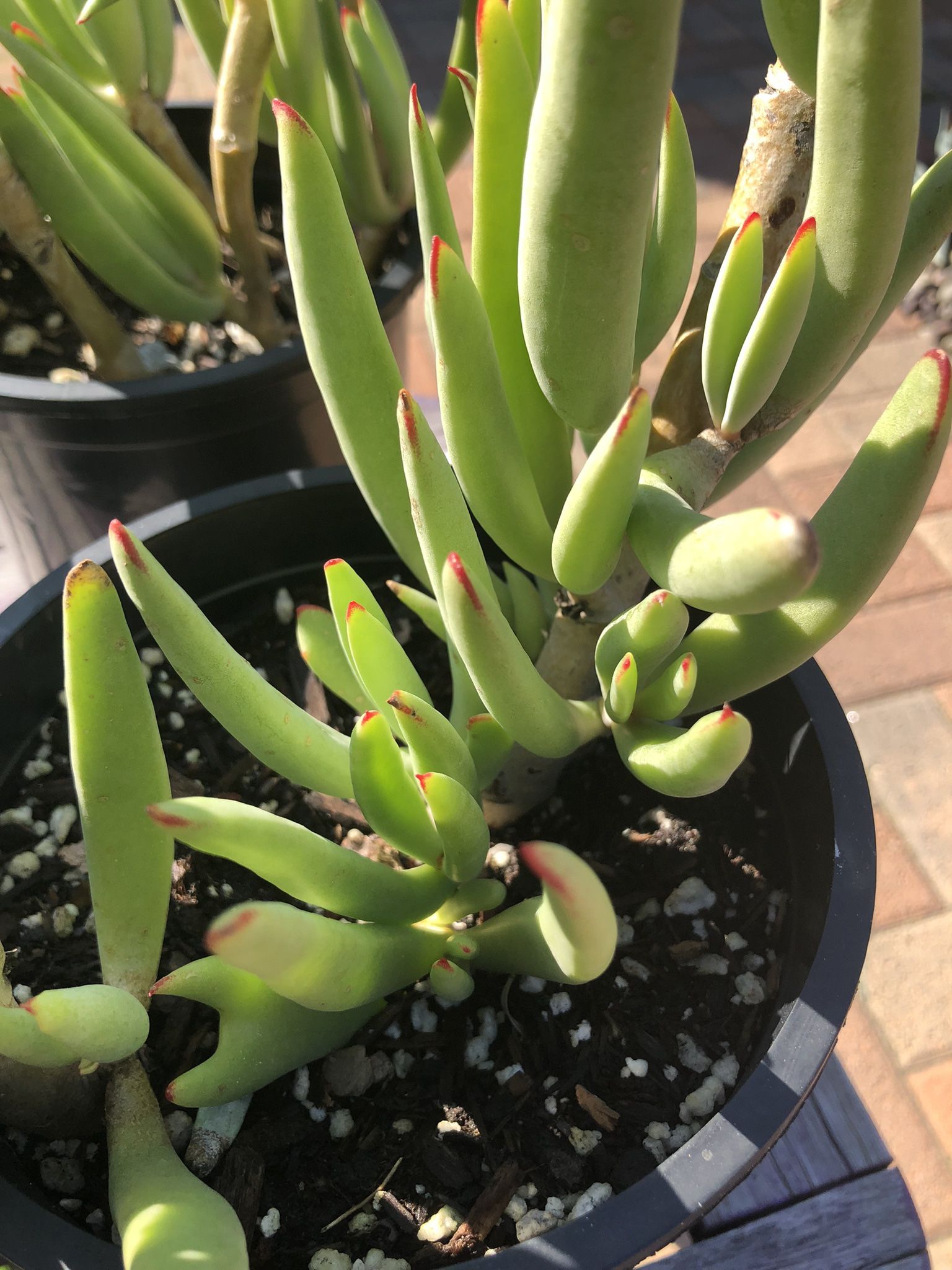 Dudleya Edulis “Fingertips” Succulent Plants ***ONE LEFT ***