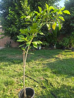 5 feet Plant trepadora flower 🌼
