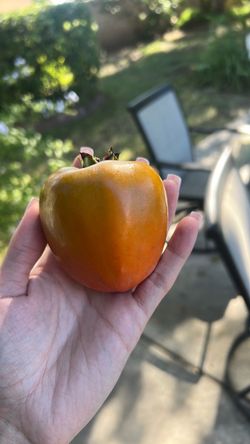 Fresh Ripe Persimmon Fruit