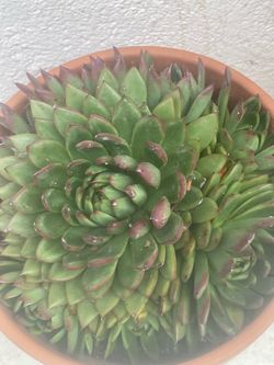 Beautiful Succulent plant is real no fake with terracotta pot so pretty $15 i