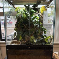 Living Terrarium For Frogs Or Lizards 