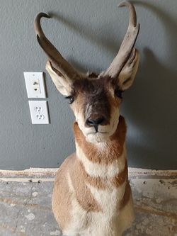 Taxidermy 