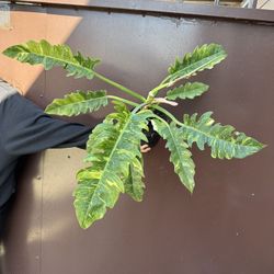 6” Big Philodendron Ring Of Fire
