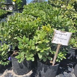 Pittosporum Verigated 