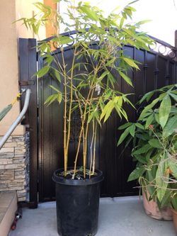 Golden bamboo