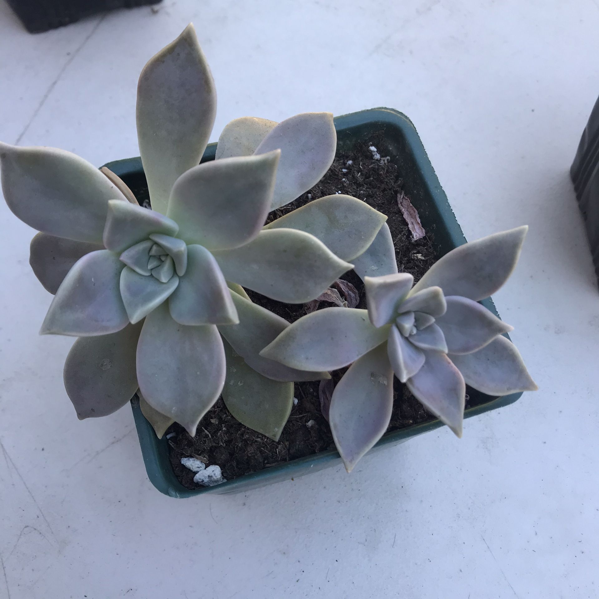 Ghost Succulent Square Potted plant