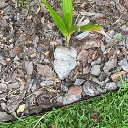 Baby Coconut  Trees