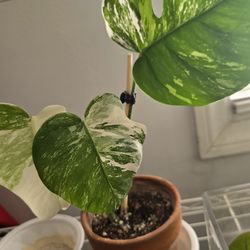 Monstera Albo plant