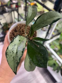 Hoya AH 074 aka Silver Moon