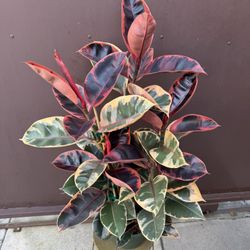 Xl Pink Ruby Rubber Plant In 8” Pot 