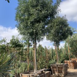 Raywood Ash Tree 36” Box 