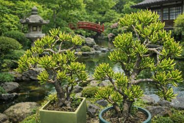 2  Large Mature Jade Plants Bonsai Tree With Nice Pots, 30-38” Tall , Lucky Tree Money Tree,fengshui Tree