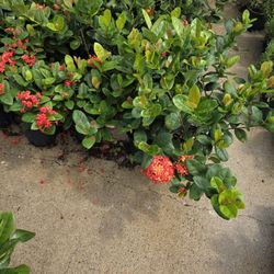 Ixoras Oranges In Yellow 1gallon 