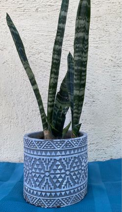 Snake Plant In A Cement Pot..