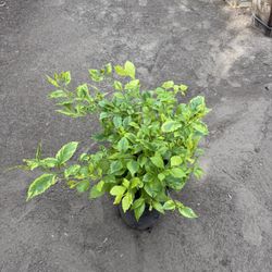 Duranta “Golden Edge”