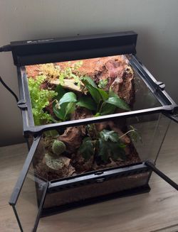 Bioactive terrarium - Custom Built