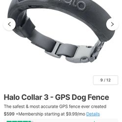Halo Dog Collar 