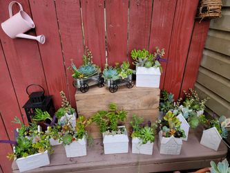 Succulents