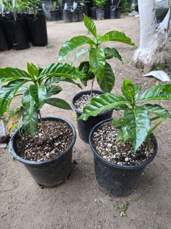 Arabigo coffee Plantas