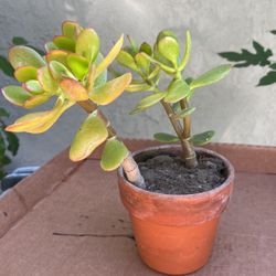 Jade Plant In A Pot Decorative 