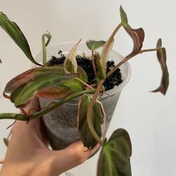 Philodendron Micans Velvet Halo for Sale in Lakewood, CA - OfferUp